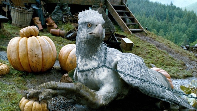 Buckbeak in Pumpkin Patch from Prisoner of Azkaban film