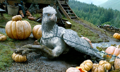 Buckbeak sitting in the pumpkin patch, looking to camera.